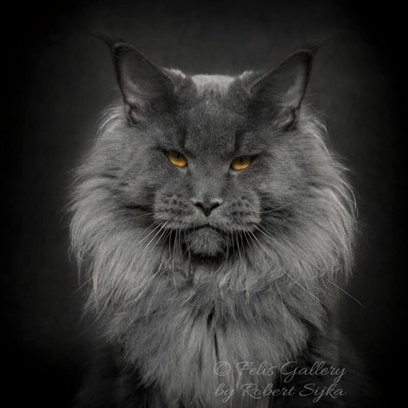 Magic beauty mankulov, the largest cats Magic beauty mankulov, the largest cats