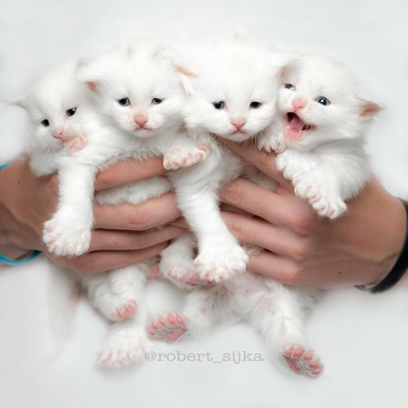 Magic beauty mankulov, the largest cats Magic beauty mankulov, the largest cats