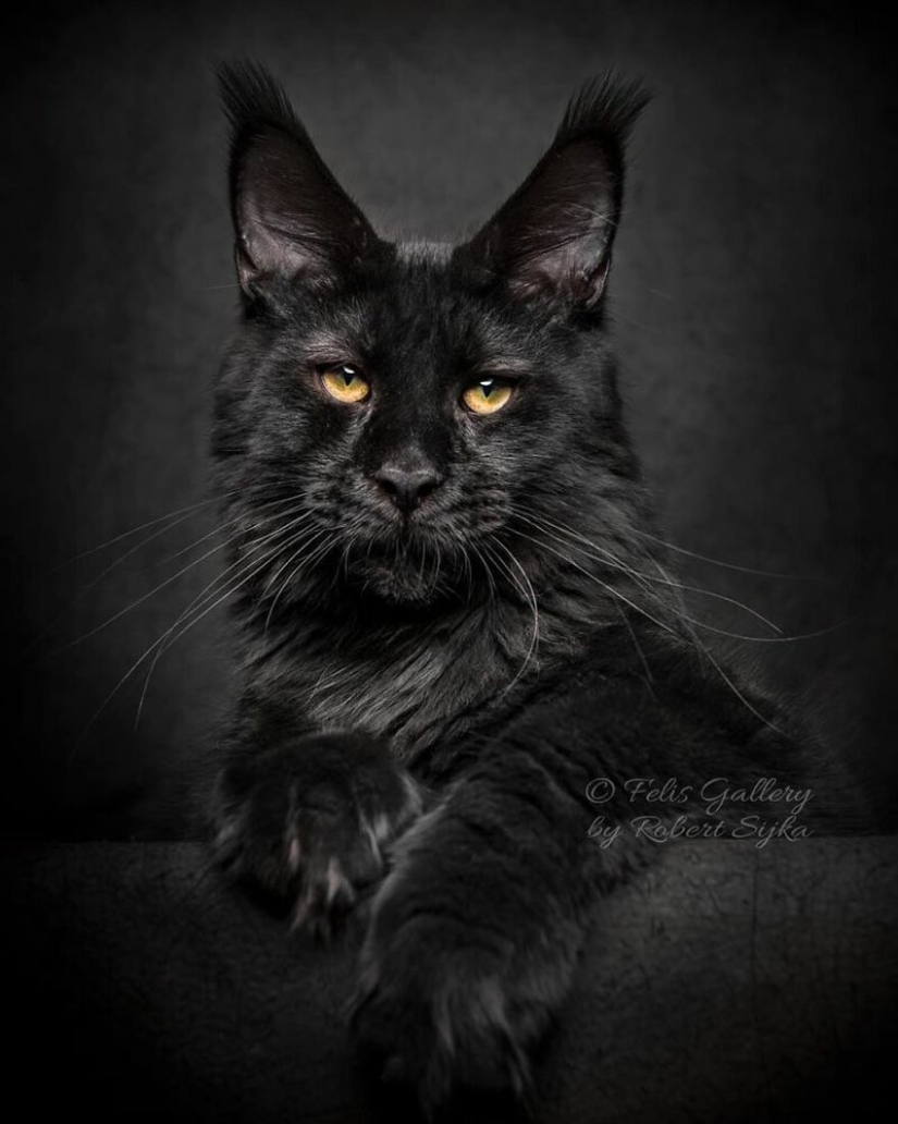 Magic beauty mankulov, the largest cats Magic beauty mankulov, the largest cats