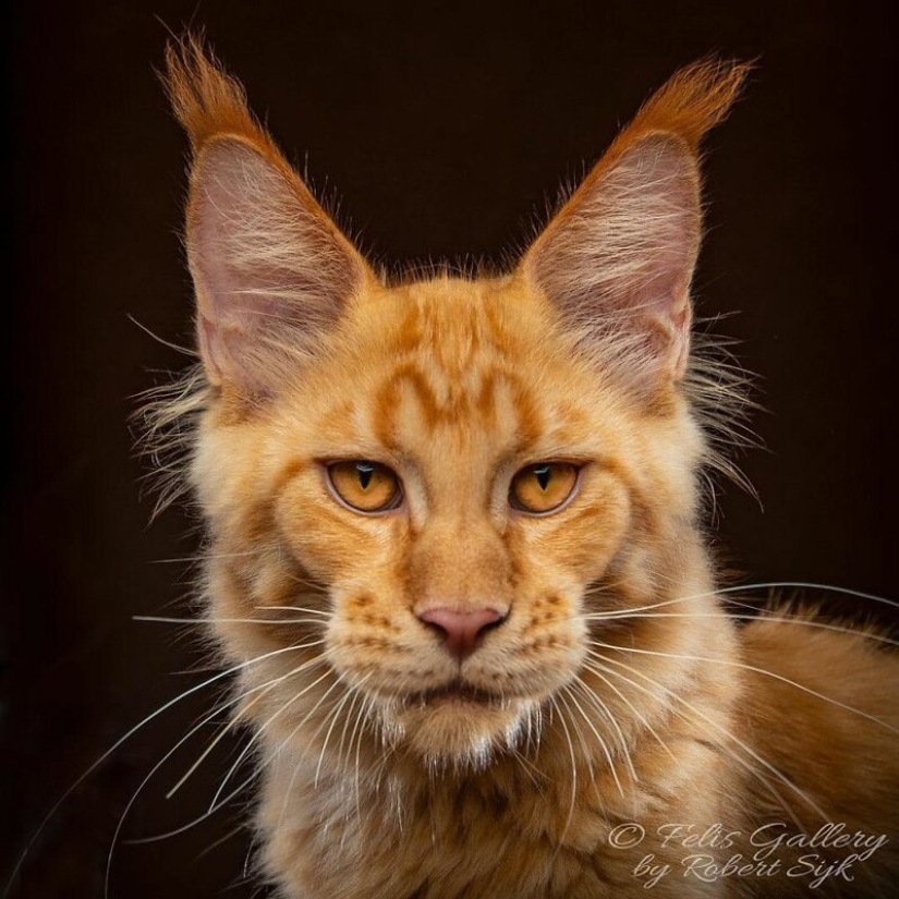 Magic beauty mankulov, the largest cats Magic beauty mankulov, the largest cats