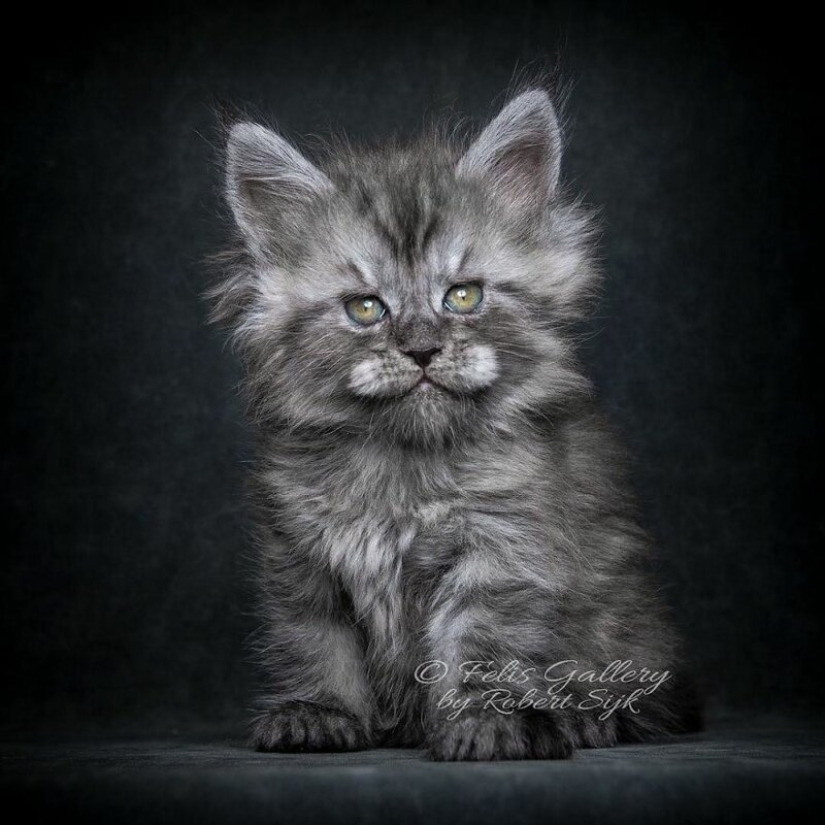 Magic beauty mankulov, the largest cats Magic beauty mankulov, the largest cats