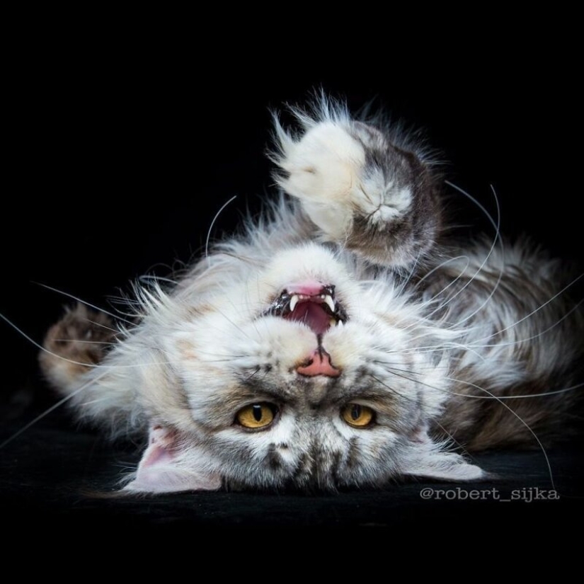 Magic beauty mankulov, the largest cats Magic beauty mankulov, the largest cats