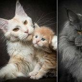 Magic beauty mankulov, the largest cats