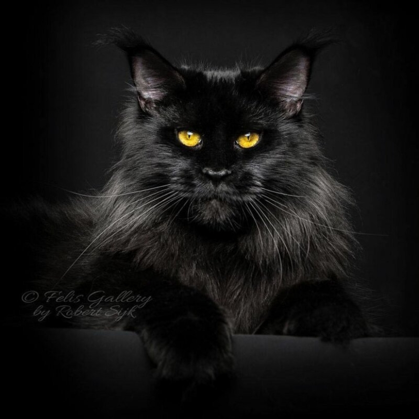 Magic beauty mankulov, the largest cats Magic beauty mankulov, the largest cats