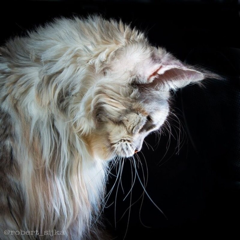 Magic beauty mankulov, the largest cats Magic beauty mankulov, the largest cats