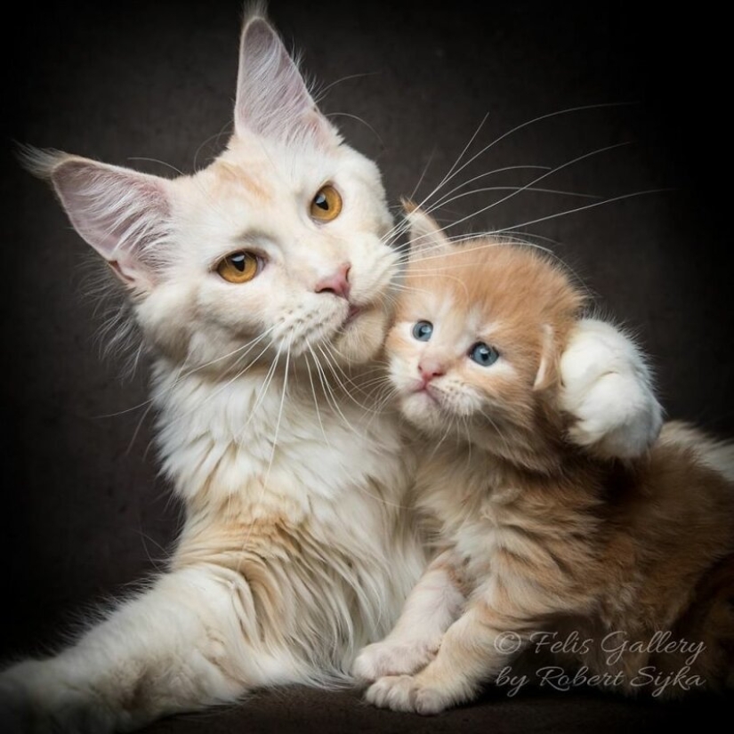Magic beauty mankulov, the largest cats Magic beauty mankulov, the largest cats