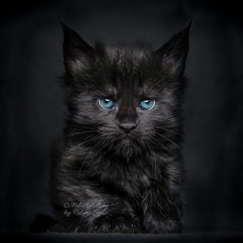 Magic beauty mankulov, the largest cats Magic beauty mankulov, the largest cats