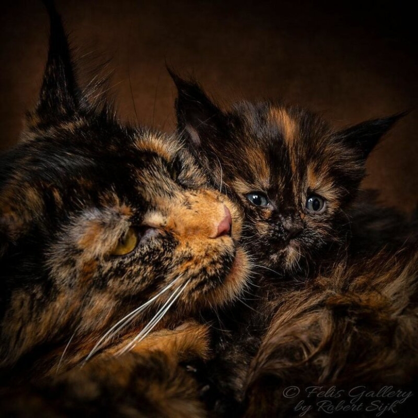 Magic beauty mankulov, the largest cats Magic beauty mankulov, the largest cats