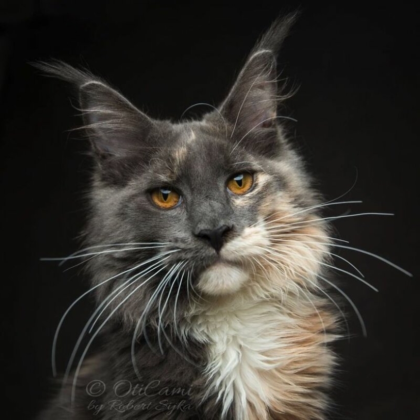 Magic beauty mankulov, the largest cats Magic beauty mankulov, the largest cats