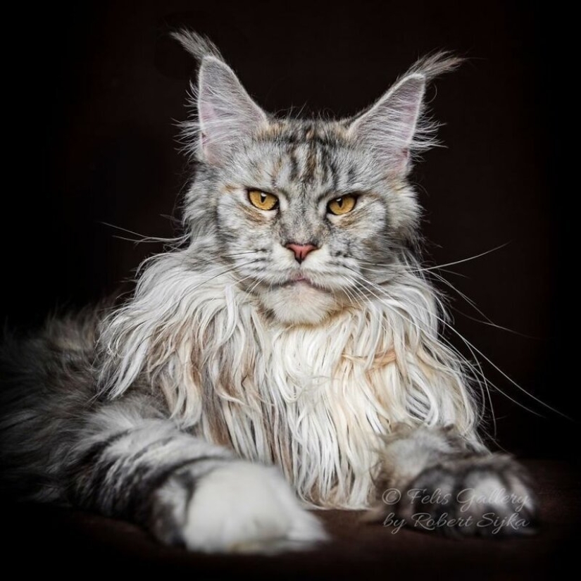 Magic beauty mankulov, the largest cats Magic beauty mankulov, the largest cats