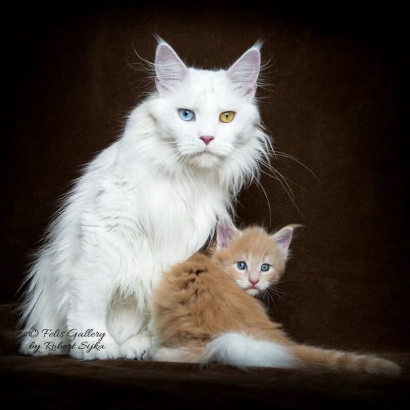 Magic beauty mankulov, the largest cats Magic beauty mankulov, the largest cats