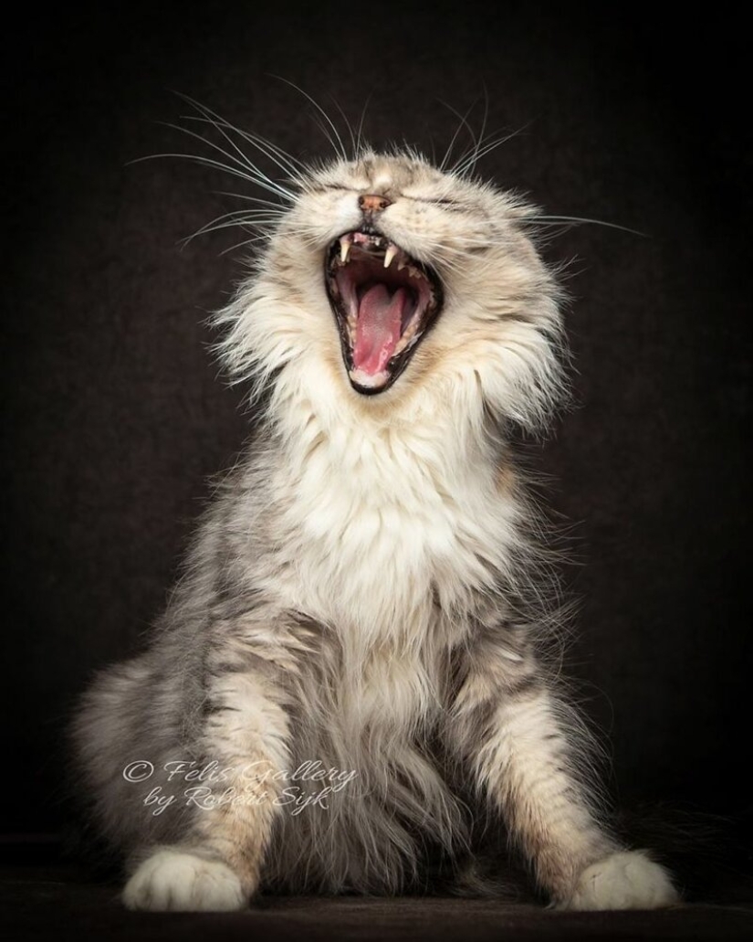 Magic beauty mankulov, the largest cats Magic beauty mankulov, the largest cats
