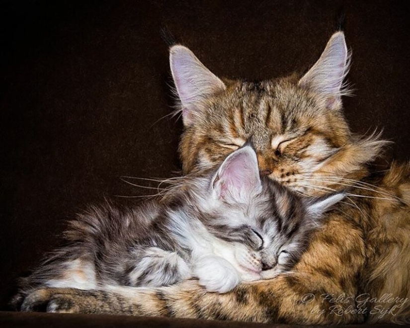 Magic beauty mankulov, the largest cats Magic beauty mankulov, the largest cats