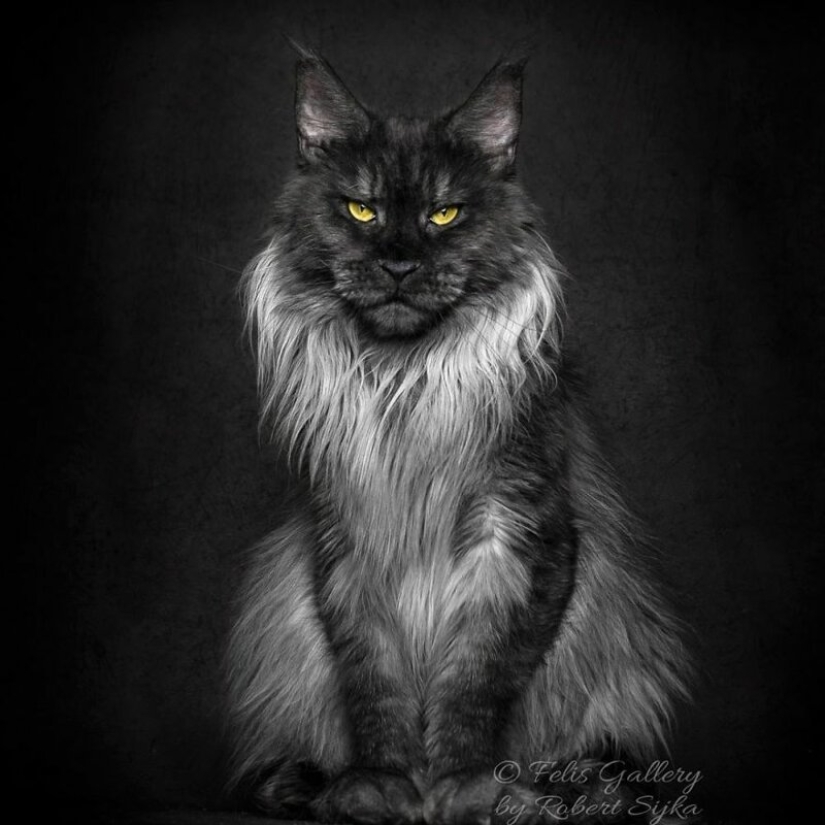 Magic beauty mankulov, the largest cats Magic beauty mankulov, the largest cats