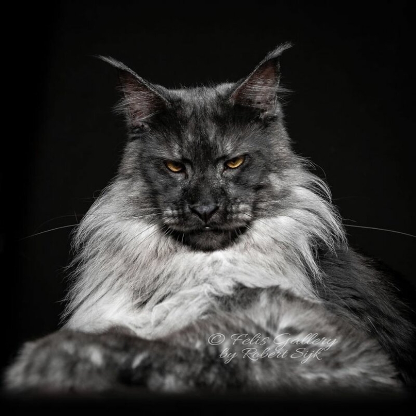 Magic beauty mankulov, the largest cats Magic beauty mankulov, the largest cats