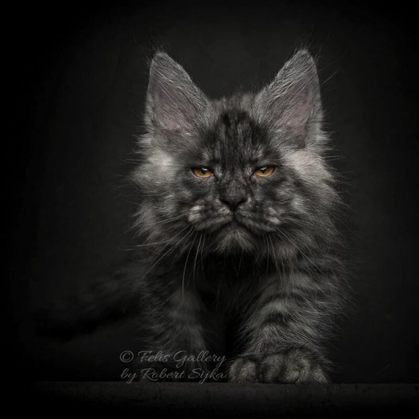 Magic beauty mankulov, the largest cats Magic beauty mankulov, the largest cats