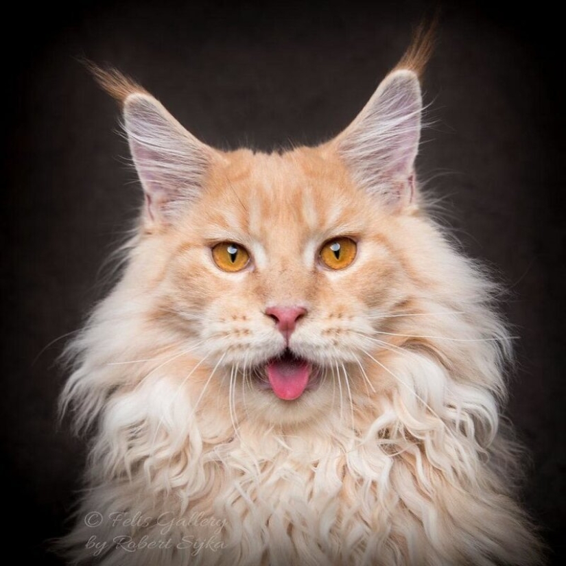 Magic beauty mankulov, the largest cats Magic beauty mankulov, the largest cats