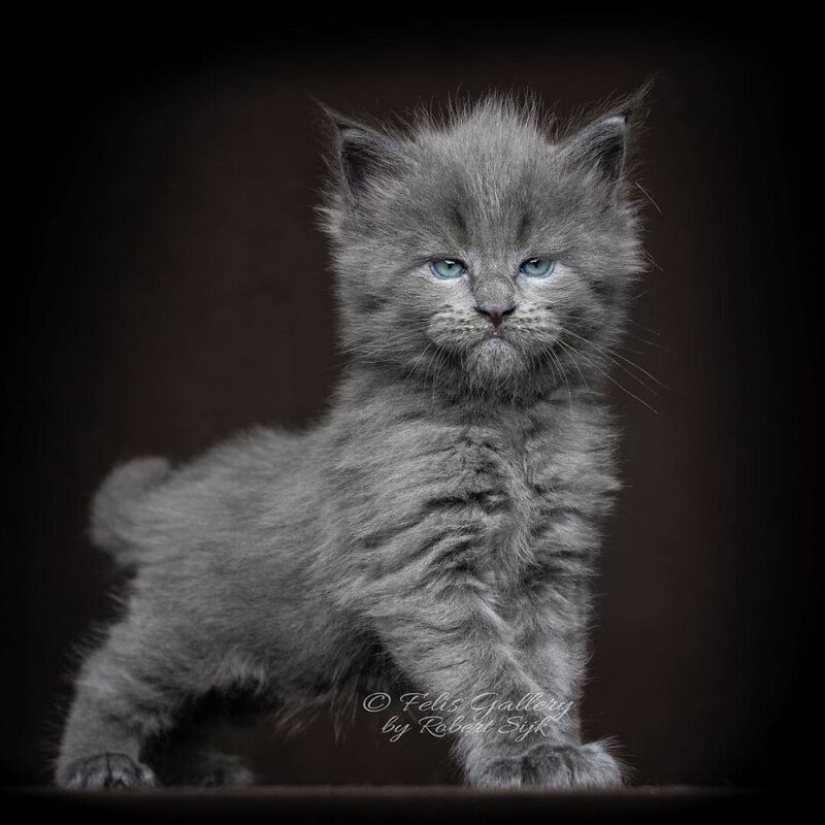 Magic beauty mankulov, the largest cats Magic beauty mankulov, the largest cats
