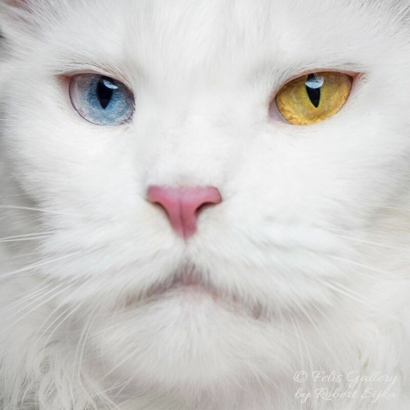 Magic beauty mankulov, the largest cats Magic beauty mankulov, the largest cats