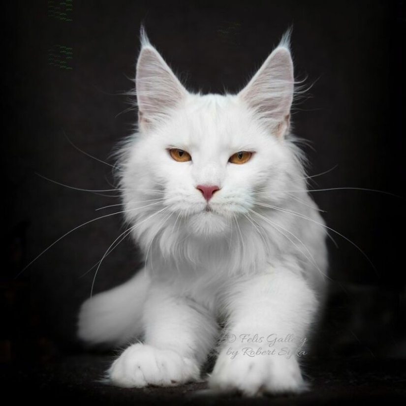 Magic beauty mankulov, the largest cats Magic beauty mankulov, the largest cats