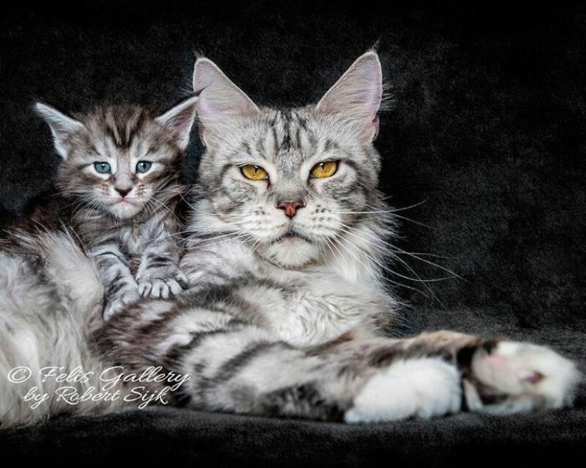 Magic beauty mankulov, the largest cats Magic beauty mankulov, the largest cats