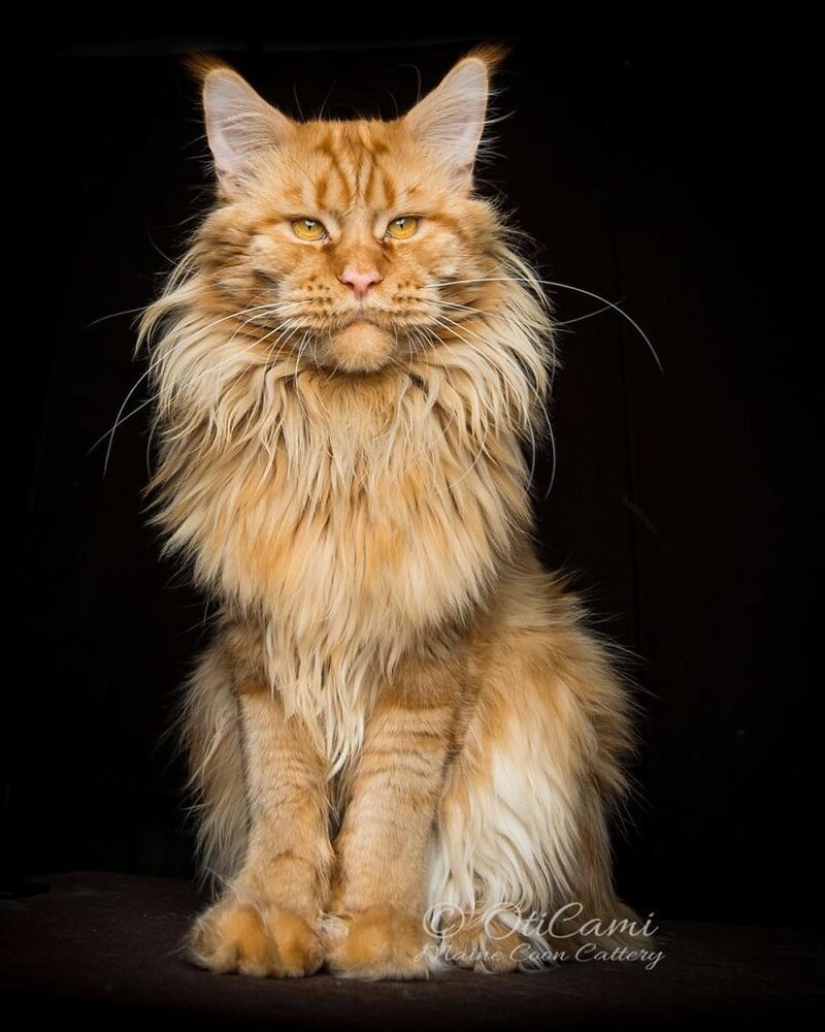 Magic beauty mankulov, the largest cats Magic beauty mankulov, the largest cats