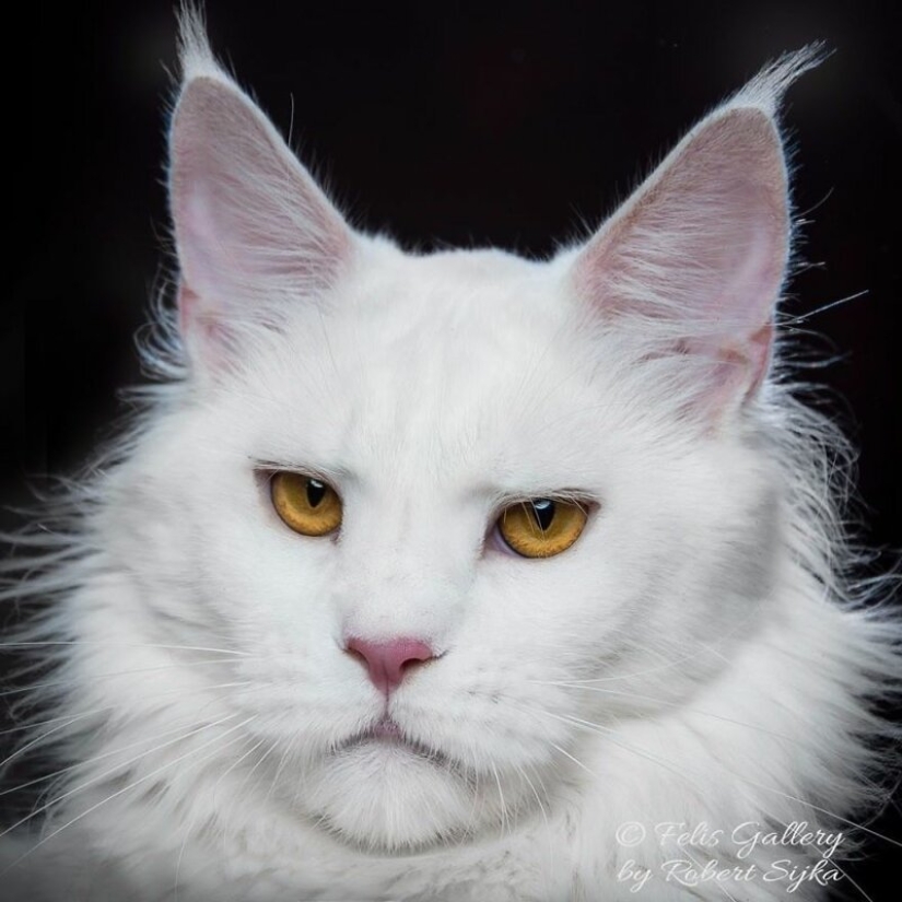 Magic beauty mankulov, the largest cats Magic beauty mankulov, the largest cats