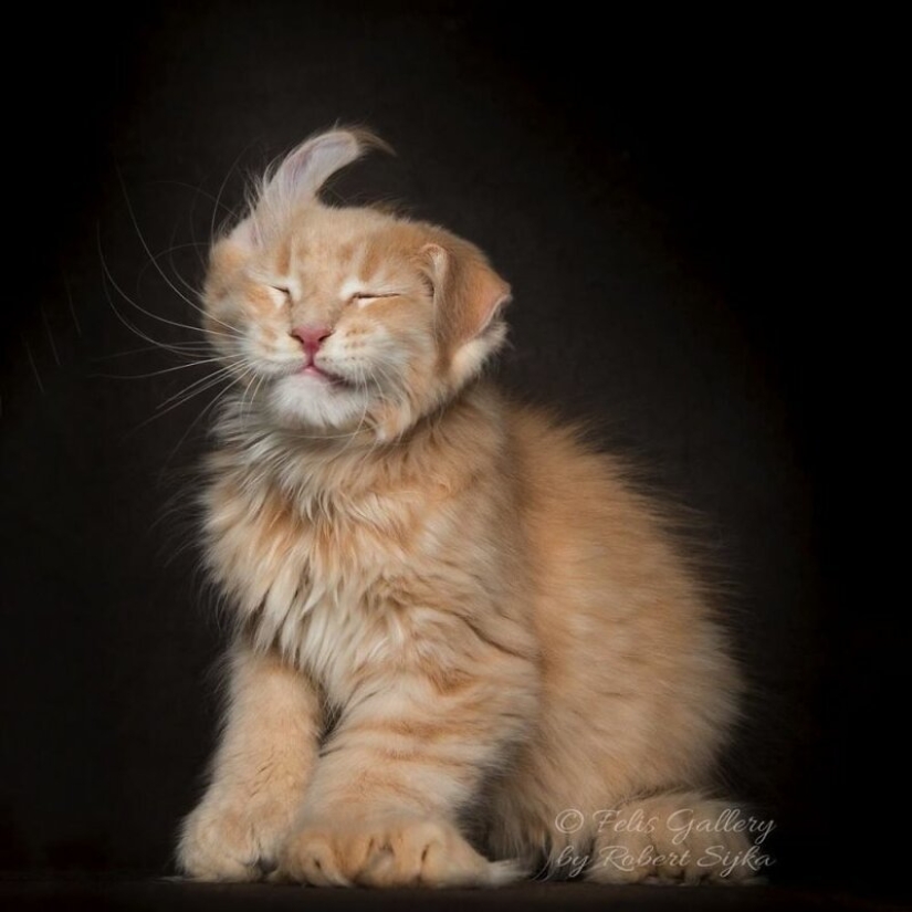 Magic beauty mankulov, the largest cats Magic beauty mankulov, the largest cats