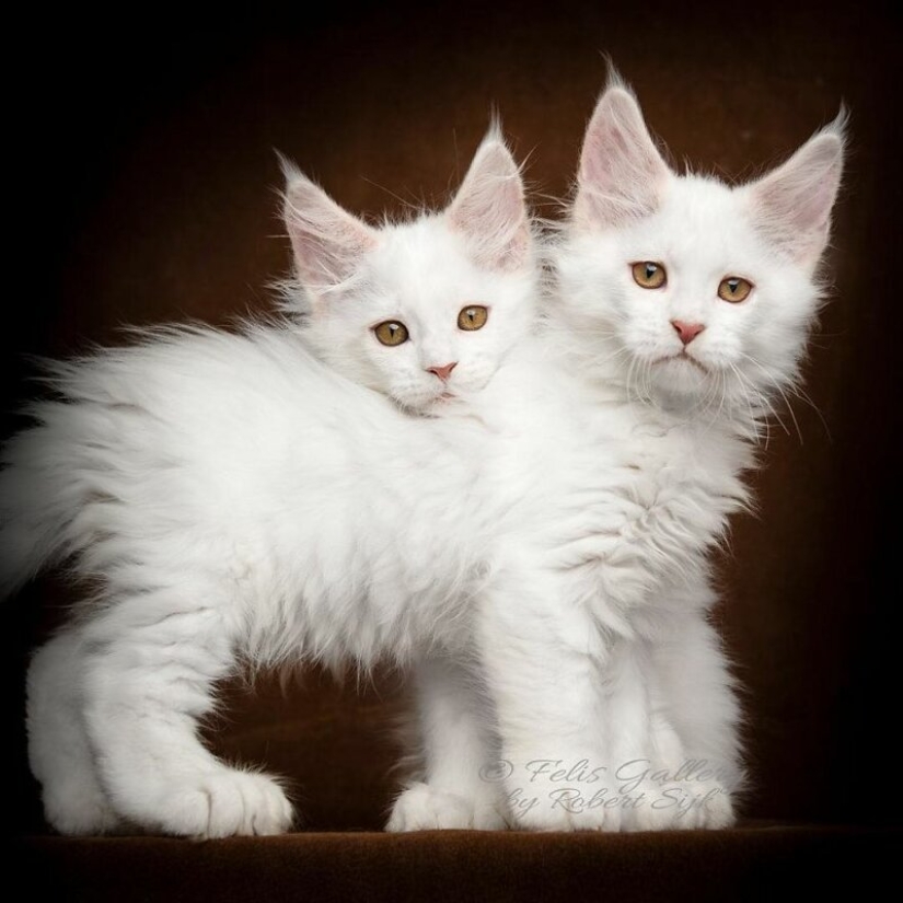 Magic beauty mankulov, the largest cats Magic beauty mankulov, the largest cats