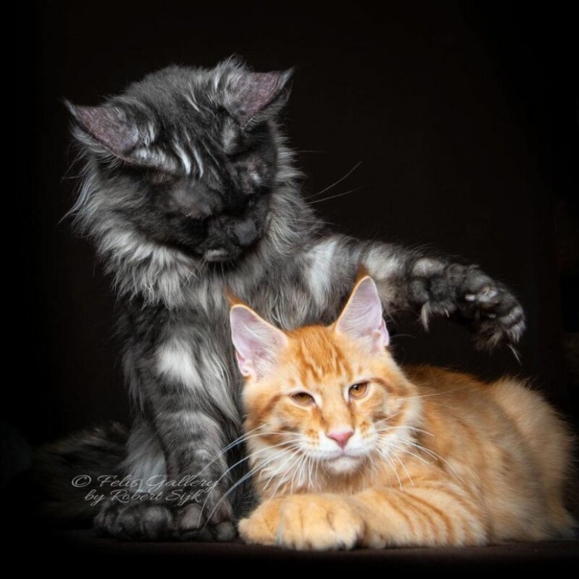 Magic beauty mankulov, the largest cats Magic beauty mankulov, the largest cats