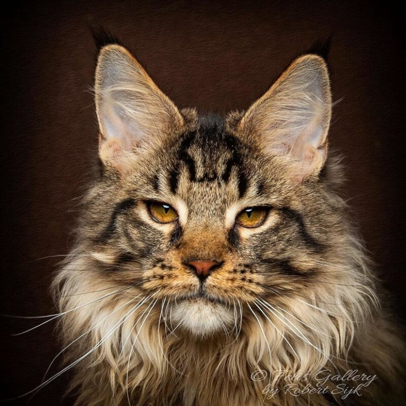 Magic beauty mankulov, the largest cats Magic beauty mankulov, the largest cats
