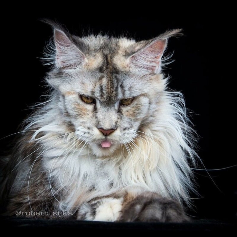 Magic beauty mankulov, the largest cats Magic beauty mankulov, the largest cats