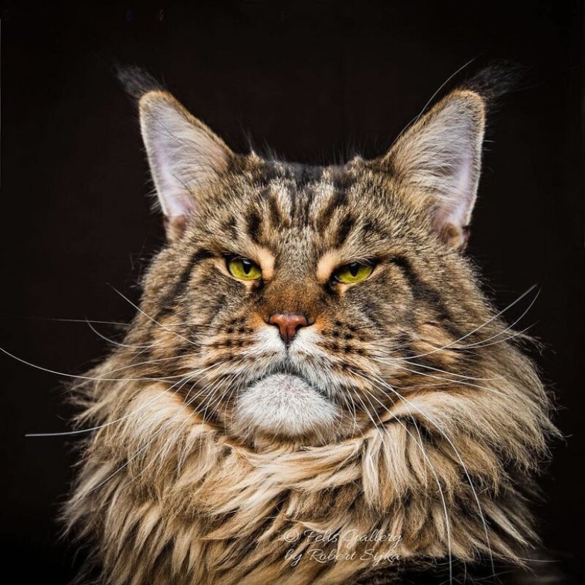 Magic beauty mankulov, the largest cats Magic beauty mankulov, the largest cats