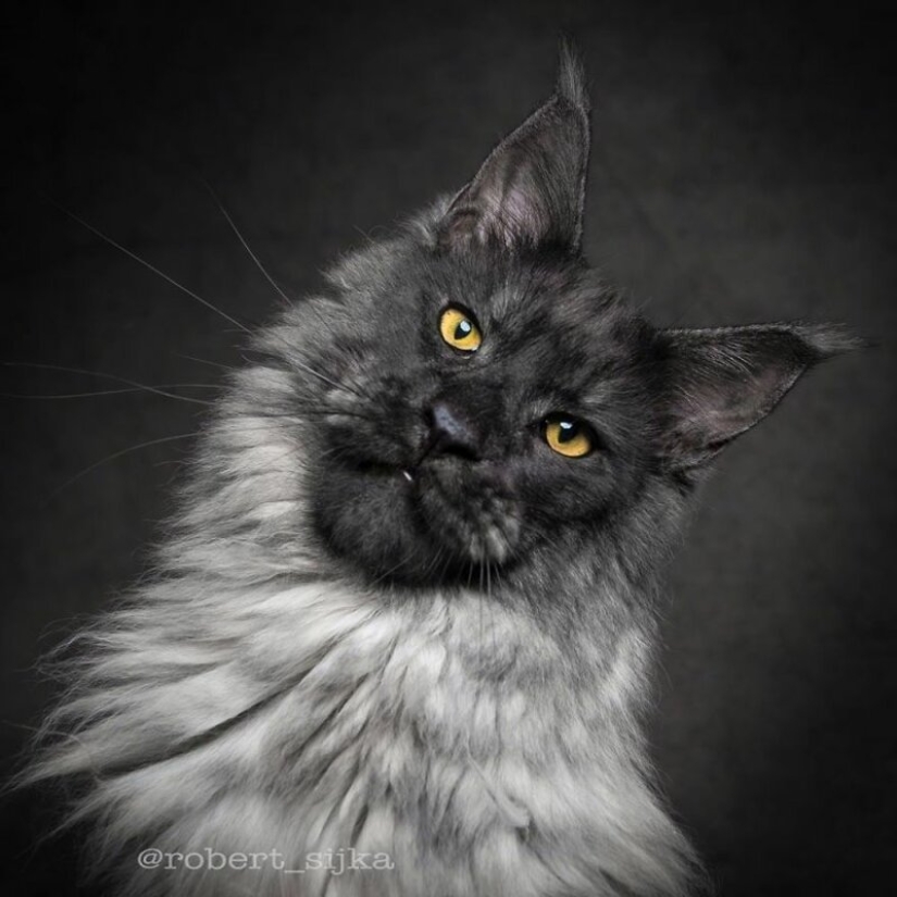 Magic beauty mankulov, the largest cats Magic beauty mankulov, the largest cats