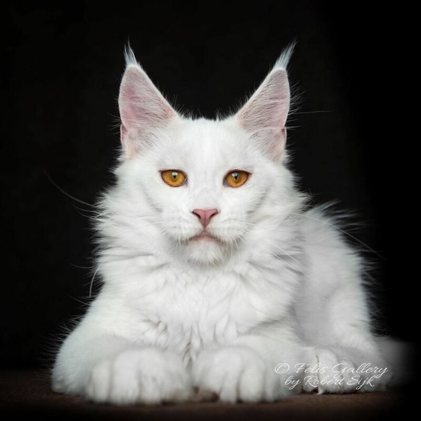 Magic beauty mankulov, the largest cats Magic beauty mankulov, the largest cats