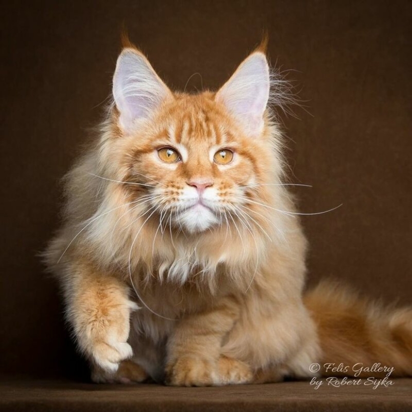Magic beauty mankulov, the largest cats Magic beauty mankulov, the largest cats