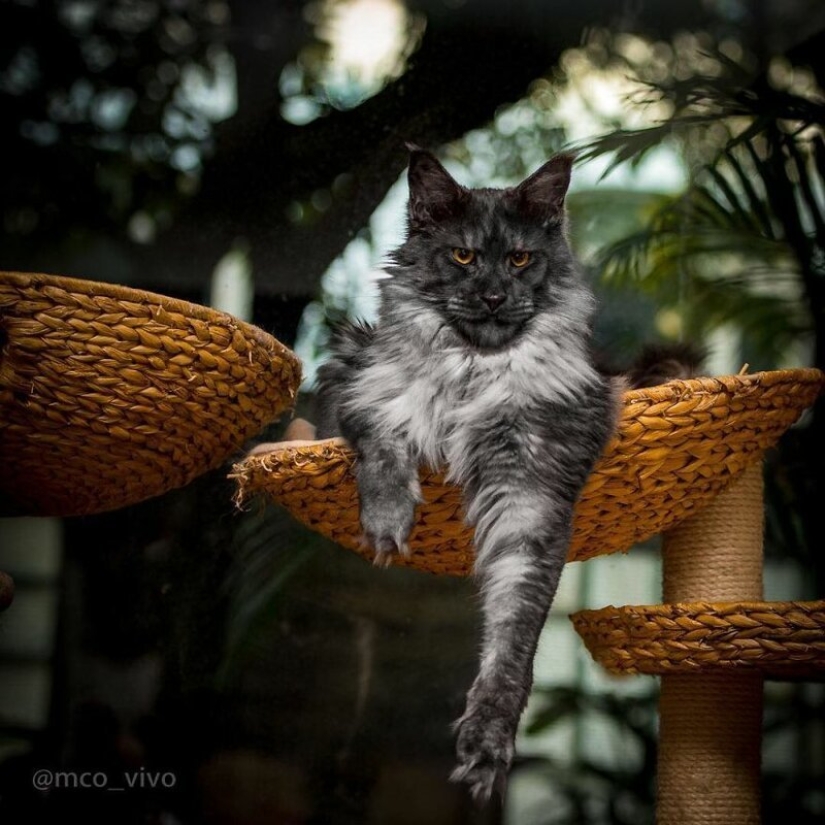 Magic beauty mankulov, the largest cats Magic beauty mankulov, the largest cats