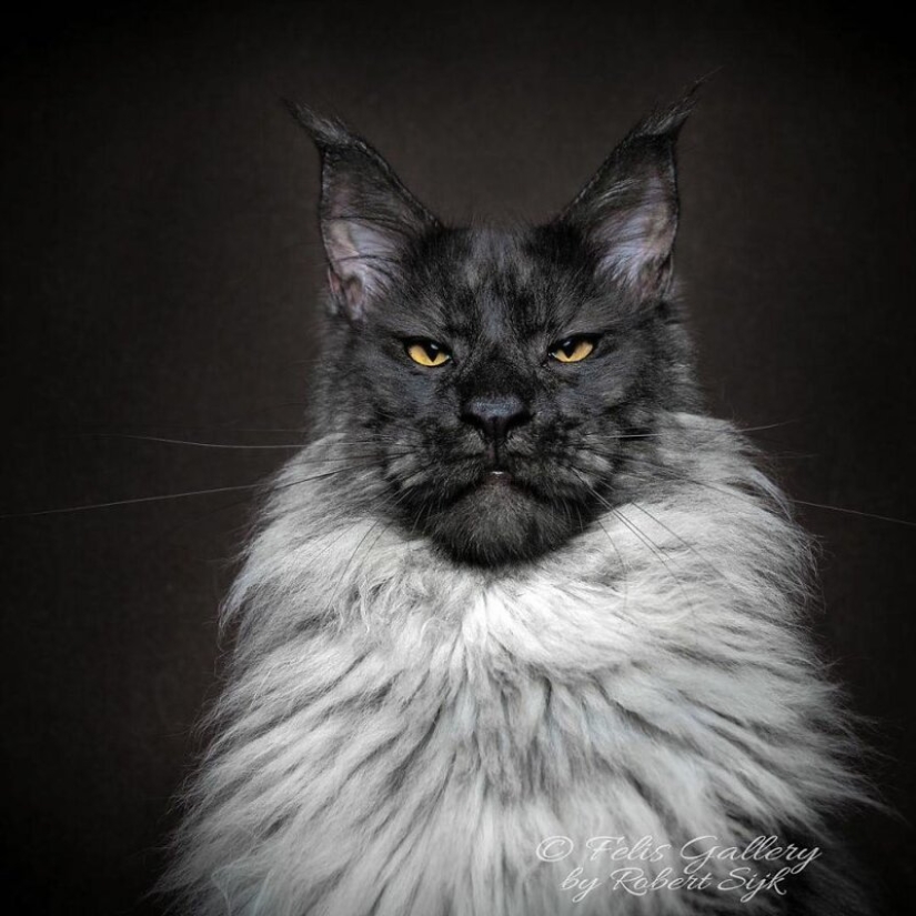 Magic beauty mankulov, the largest cats Magic beauty mankulov, the largest cats