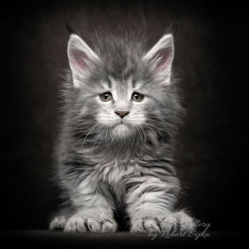 Magic beauty mankulov, the largest cats Magic beauty mankulov, the largest cats