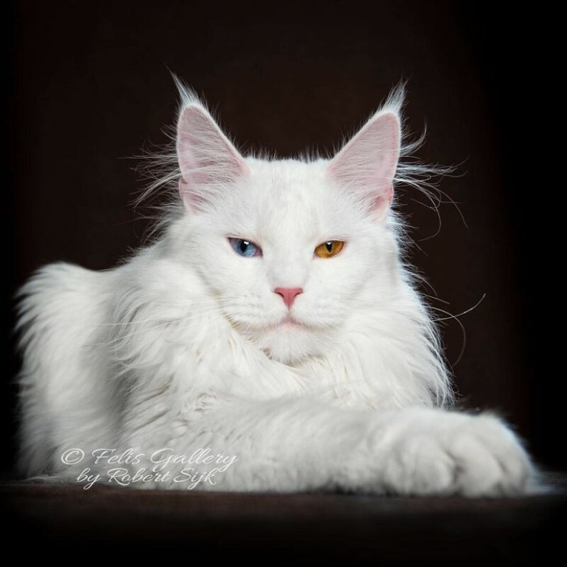 Magic beauty mankulov, the largest cats Magic beauty mankulov, the largest cats