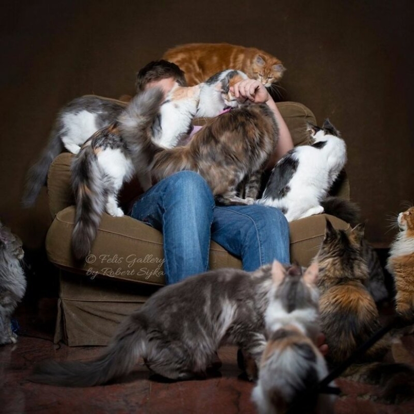 Magic beauty mankulov, the largest cats Magic beauty mankulov, the largest cats