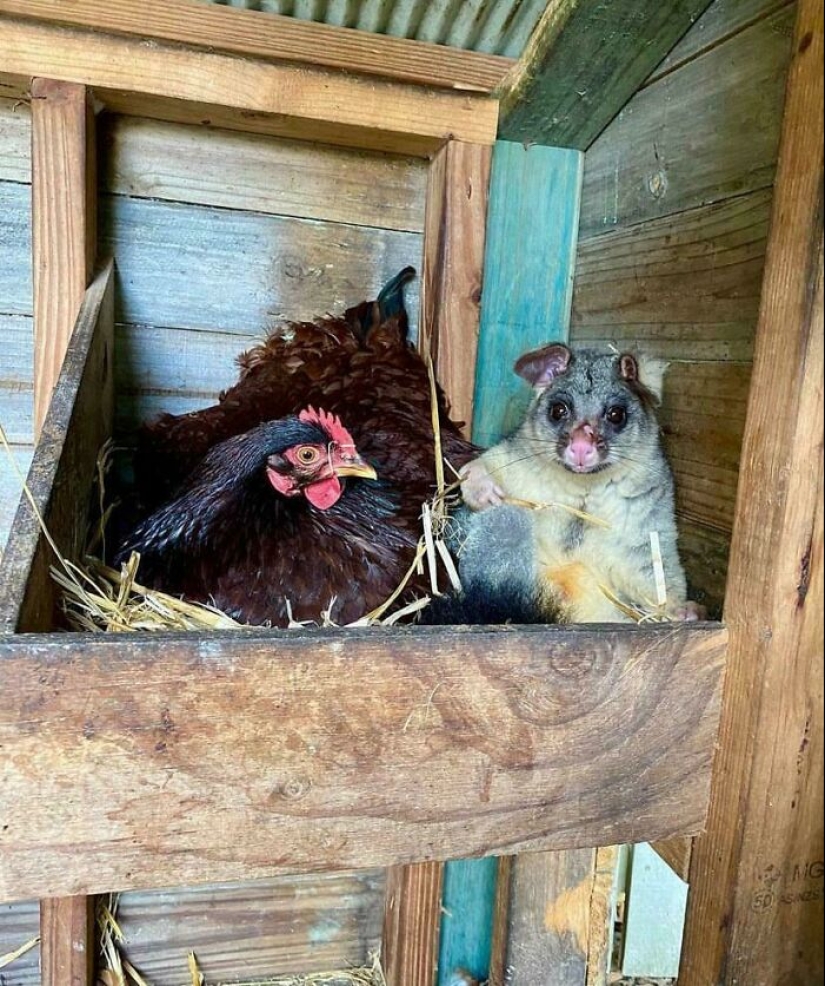 Maravillas de Down Under: 12 cosas únicas de Australia que te harán reír Maravillas de Down Under: 12 cosas únicas de Australia que te harán reír