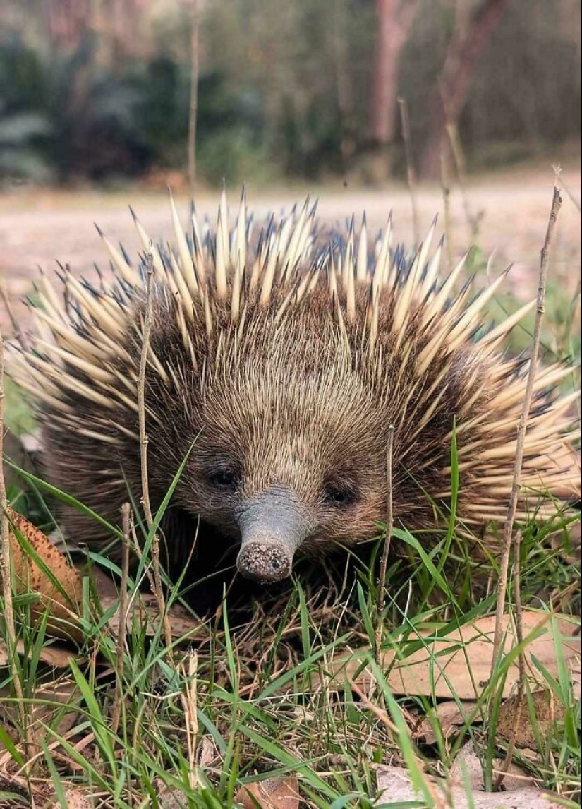 Maravillas de Down Under: 12 cosas únicas de Australia que te harán reír Maravillas de Down Under: 12 cosas únicas de Australia que te harán reír