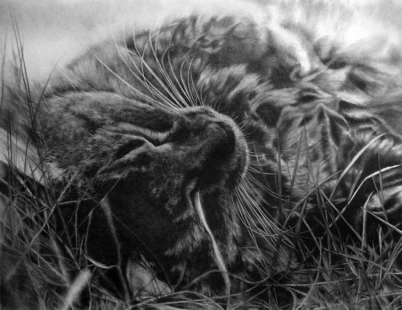 Master of pencil sketch - Paul Lang Master of pencil sketch - Paul Lang