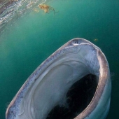 “Megalophobia”: 11 Images Of Frighteningly Large Things “Megalophobia”: 11 Images Of Frighteningly Large Things