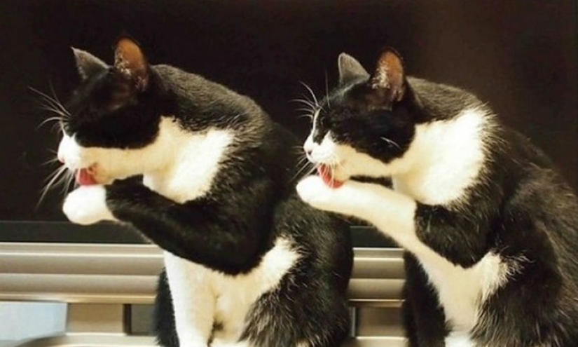 Menos estudiado, pero desesperadamente curioso hecho de que un gato puede ser sincronizado Menos estudiado, pero desesperadamente curioso hecho de que un gato puede ser sincronizado