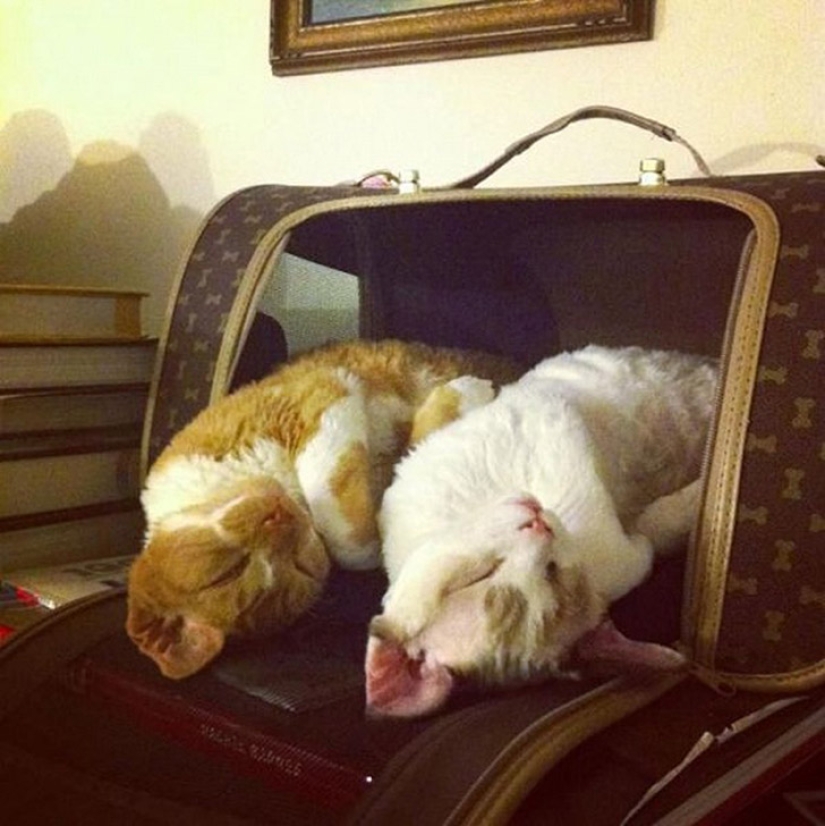 Menos estudiado, pero desesperadamente curioso hecho de que un gato puede ser sincronizado Menos estudiado, pero desesperadamente curioso hecho de que un gato puede ser sincronizado