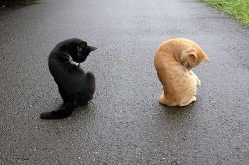 Menos estudiado, pero desesperadamente curioso hecho de que un gato puede ser sincronizado Menos estudiado, pero desesperadamente curioso hecho de que un gato puede ser sincronizado