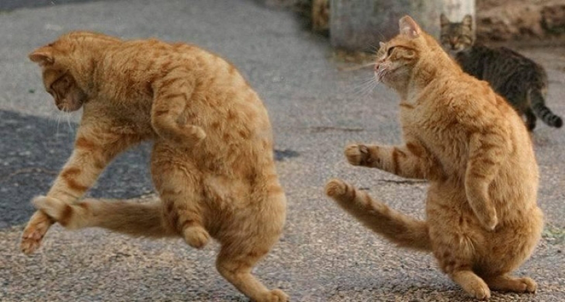 Menos estudiado, pero desesperadamente curioso hecho de que un gato puede ser sincronizado Menos estudiado, pero desesperadamente curioso hecho de que un gato puede ser sincronizado