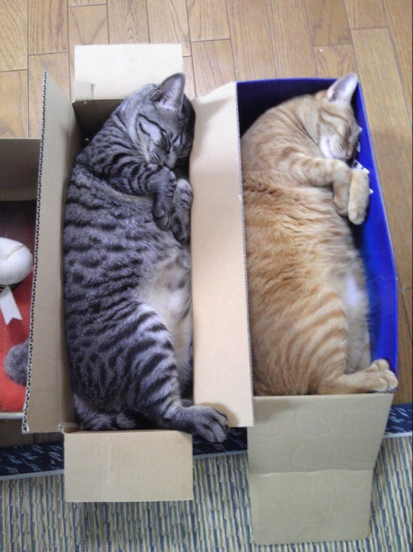 Menos estudiado, pero desesperadamente curioso hecho de que un gato puede ser sincronizado Menos estudiado, pero desesperadamente curioso hecho de que un gato puede ser sincronizado